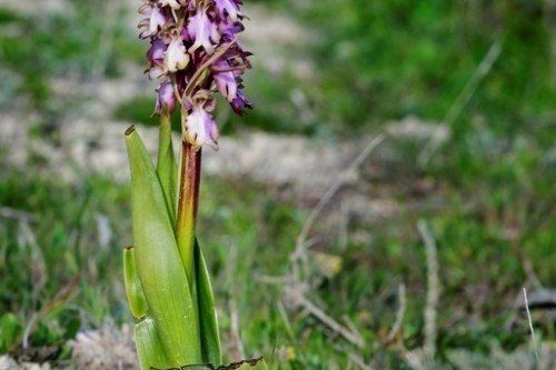 orquidea   barlia robertiana