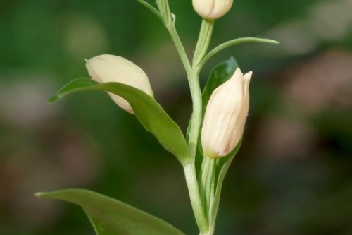 orquidea   cephalantera damasonium