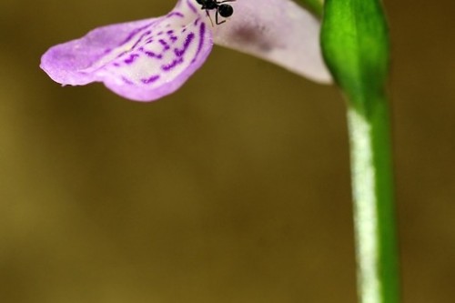 orquidea   dactulorhiza elata