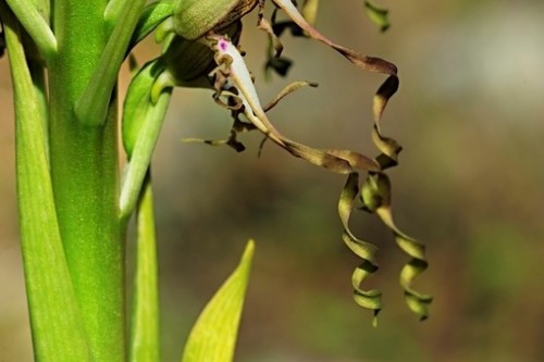 orquidea   himantoglossum  hircinum