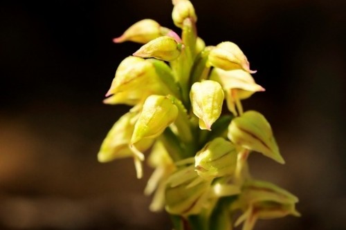 orquidea   neotiena maculata