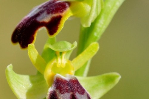 orquidea   ophrys fusca  