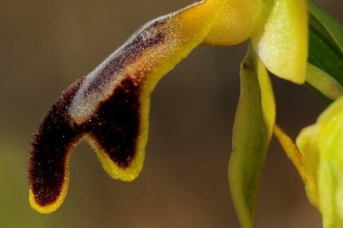 orquidea   ophrys fusca  