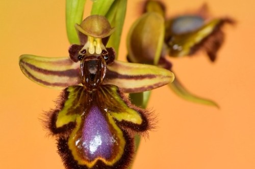 orquidea   ophrys sp speculum