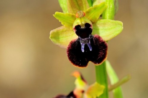 orquidea   ophrys sphegodes