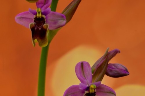 orquidea   ophrys tenthredinifera subsp ficalhoana