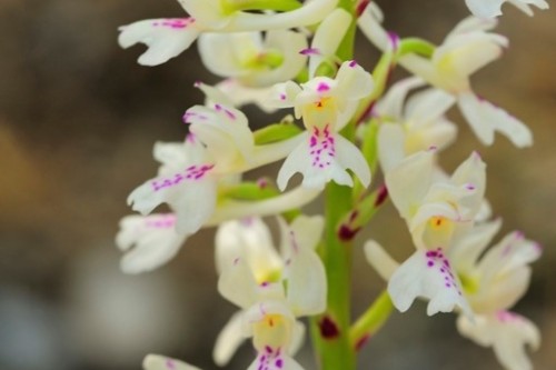 orquidea   orchis mascula  