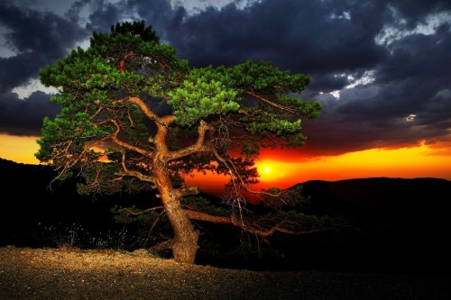 puesta de sol   pino oromediterraneo