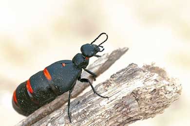 foto de escarabajo negro y rojo
