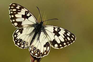 foto de mariposa blanca y negra
