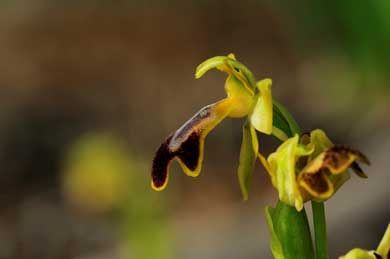foto de flor orquidea amarilla
