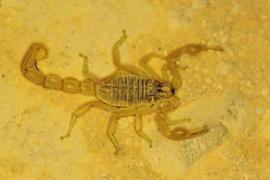 foto de escorpion
