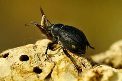 foto de escarabajo negro